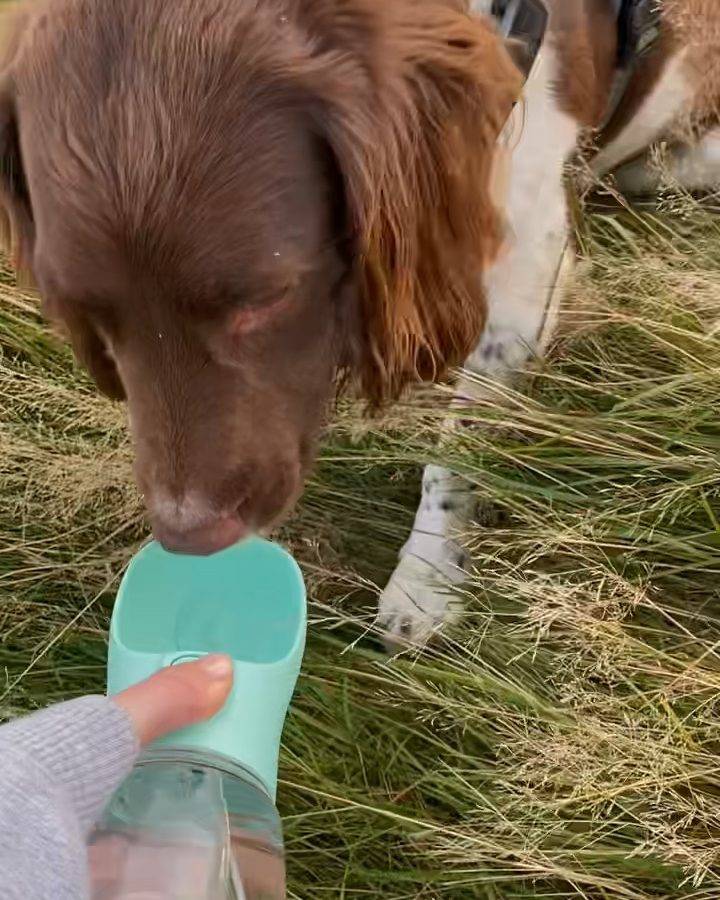 A springer spaniel drinking from the mint Sip Bottle trough in long grass