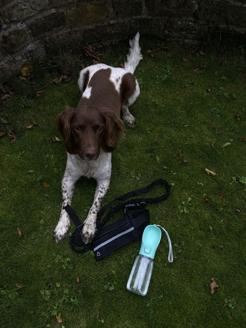 A springer spaniel lying on autumn leaves behind the Roam Lead and the Sip Bottle