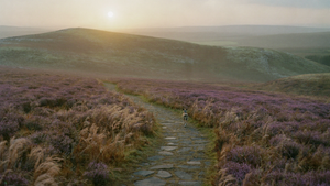 Five dog-friendly UK trails worth the drive