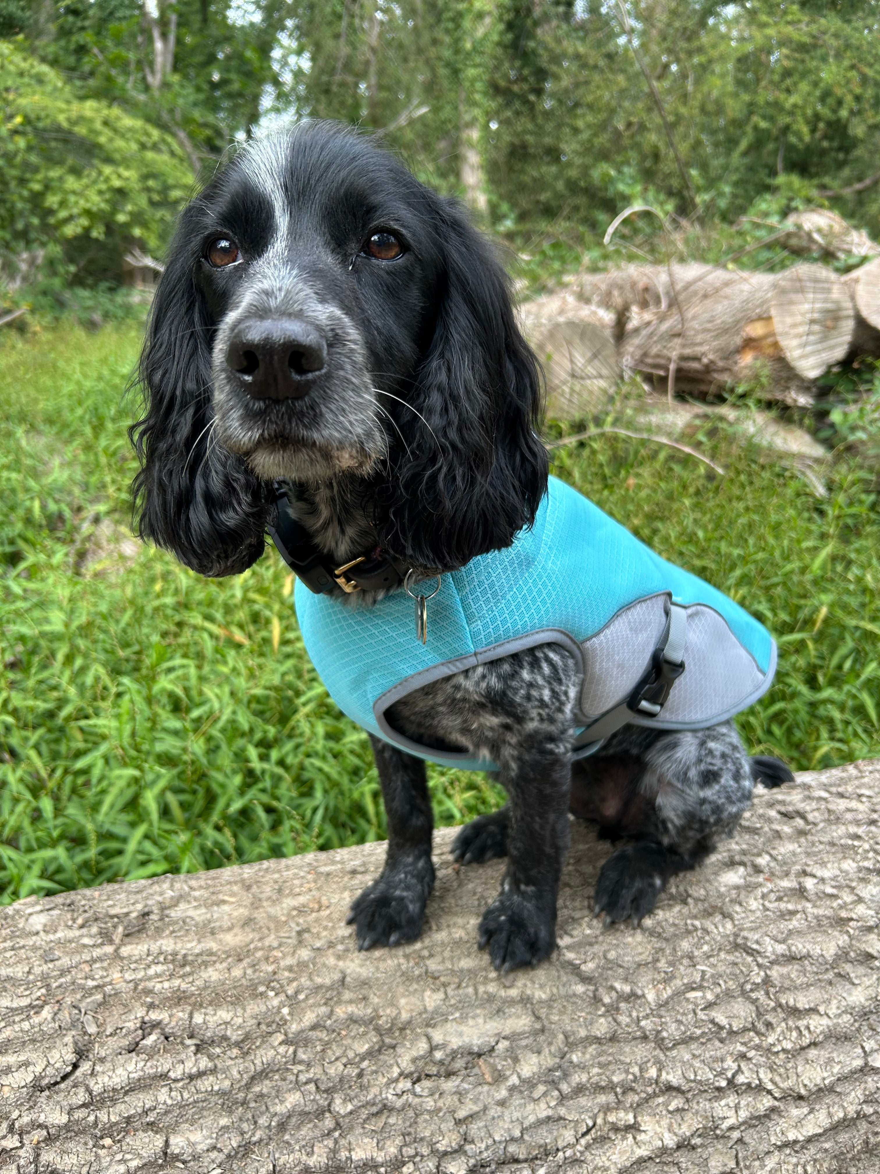 Dog Cooling Vest
