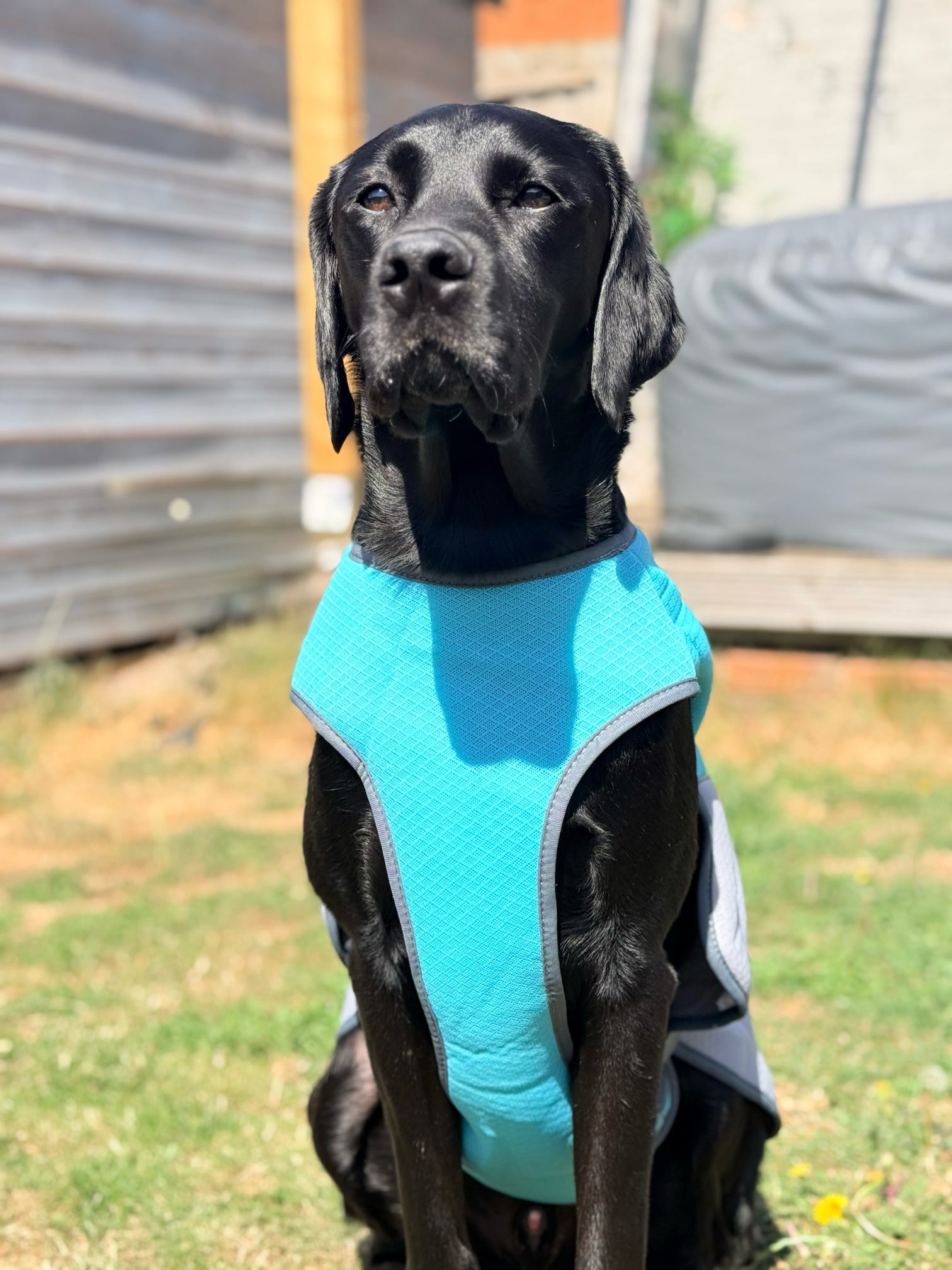 Dog Cooling Vest