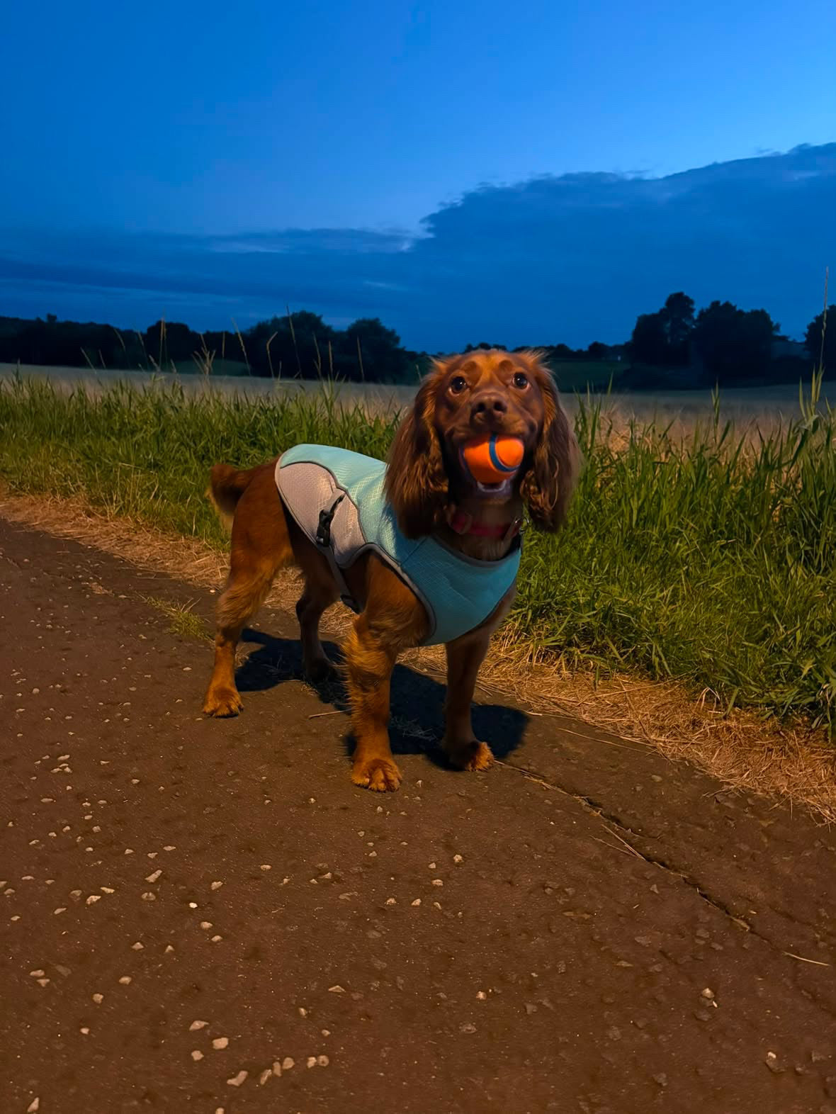 Dog Cooling Vest