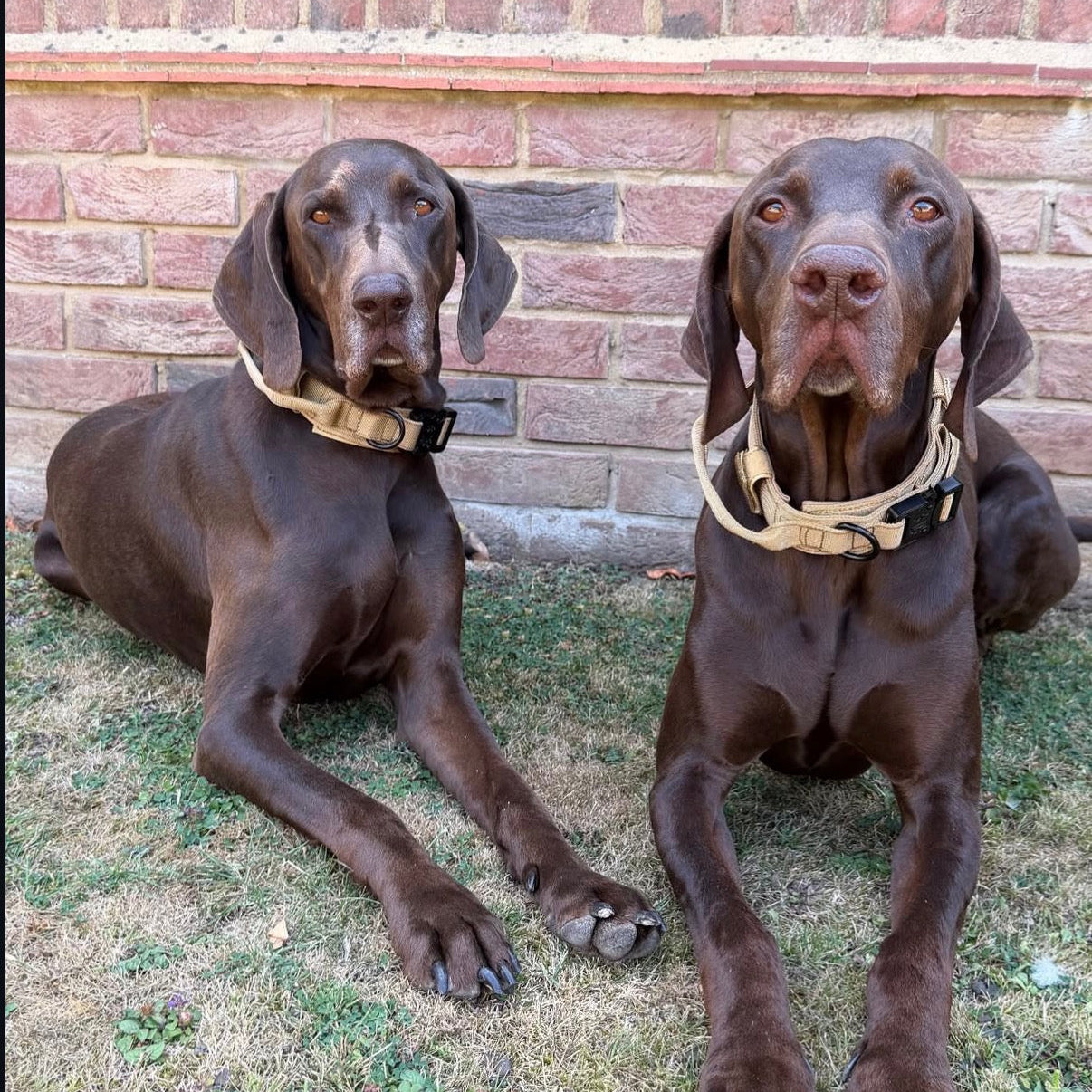 K9 Collar
