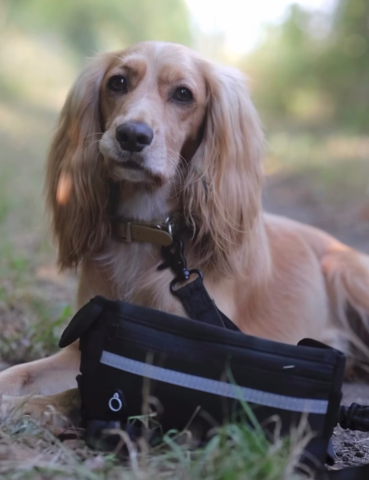 Dog wearing a lead clipped to the WANDRA Roam Lead hands-free waist pouch outdoors