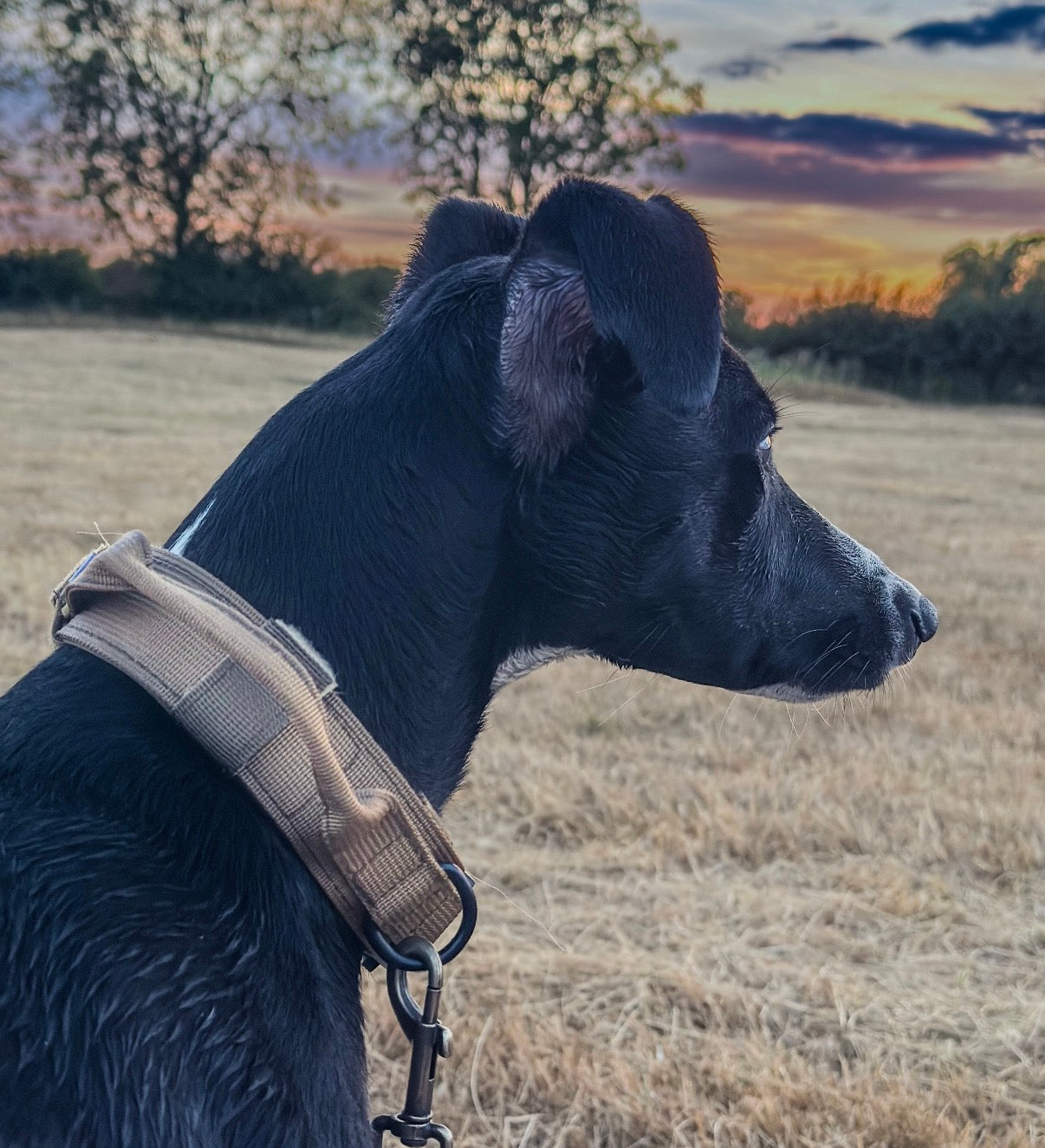 K9 Collar