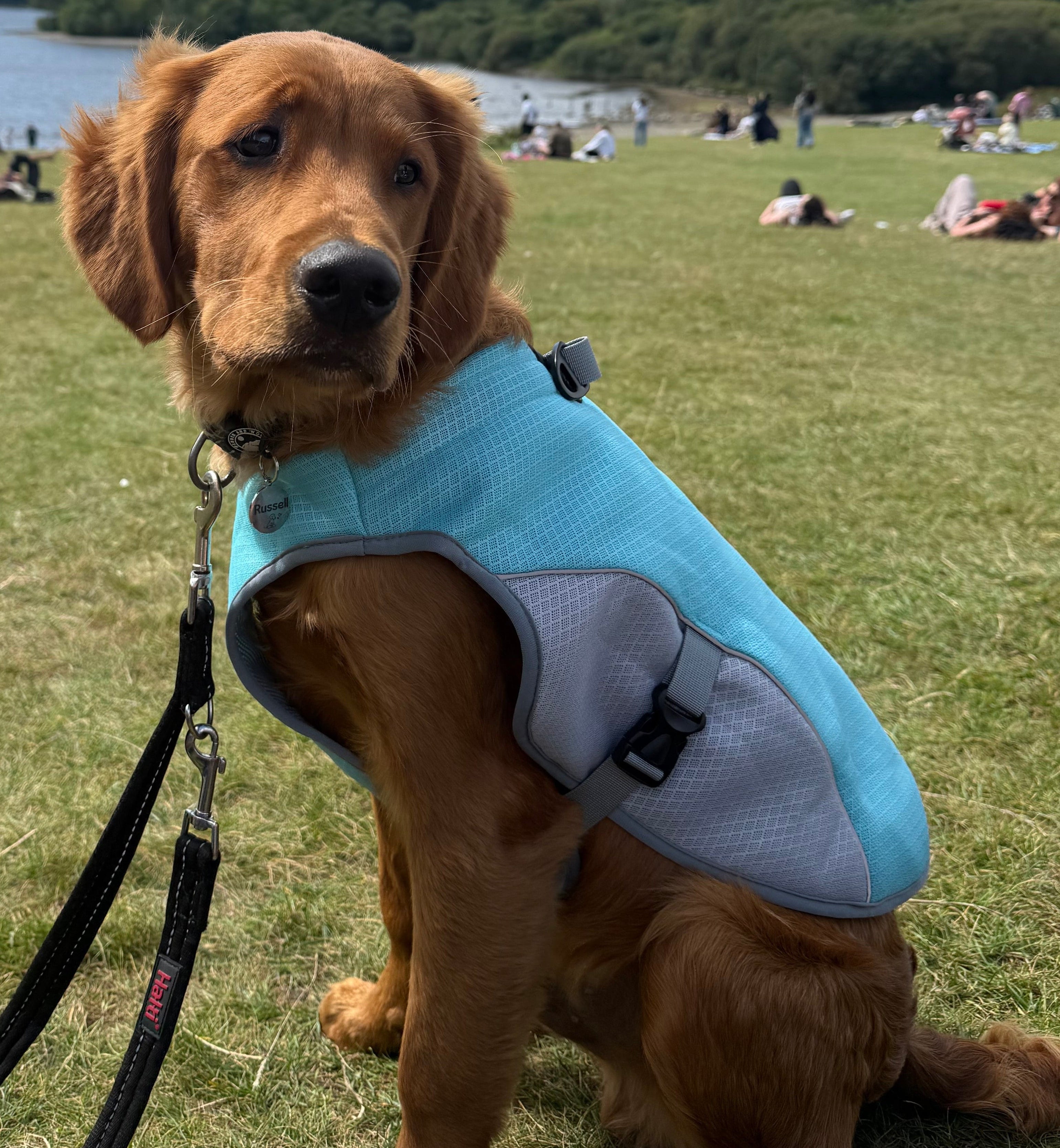 Dog Cooling Vest