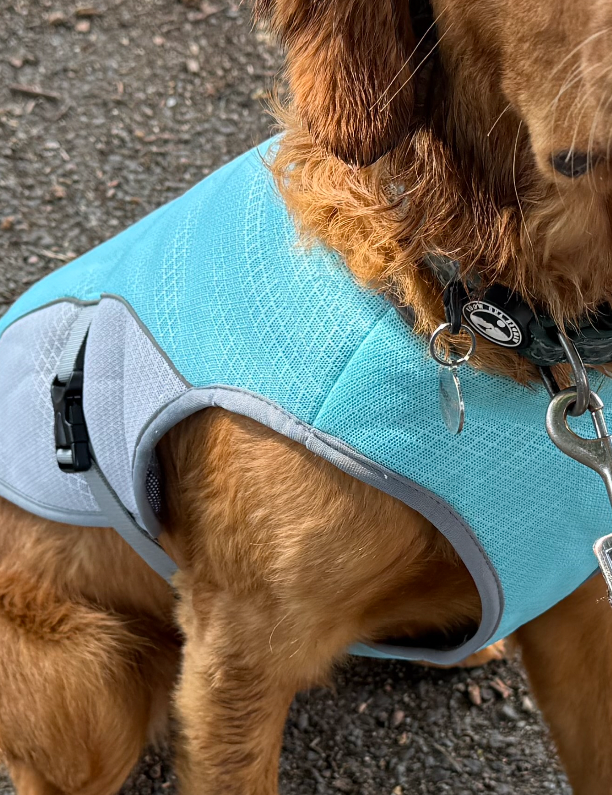 Dog Cooling Vest