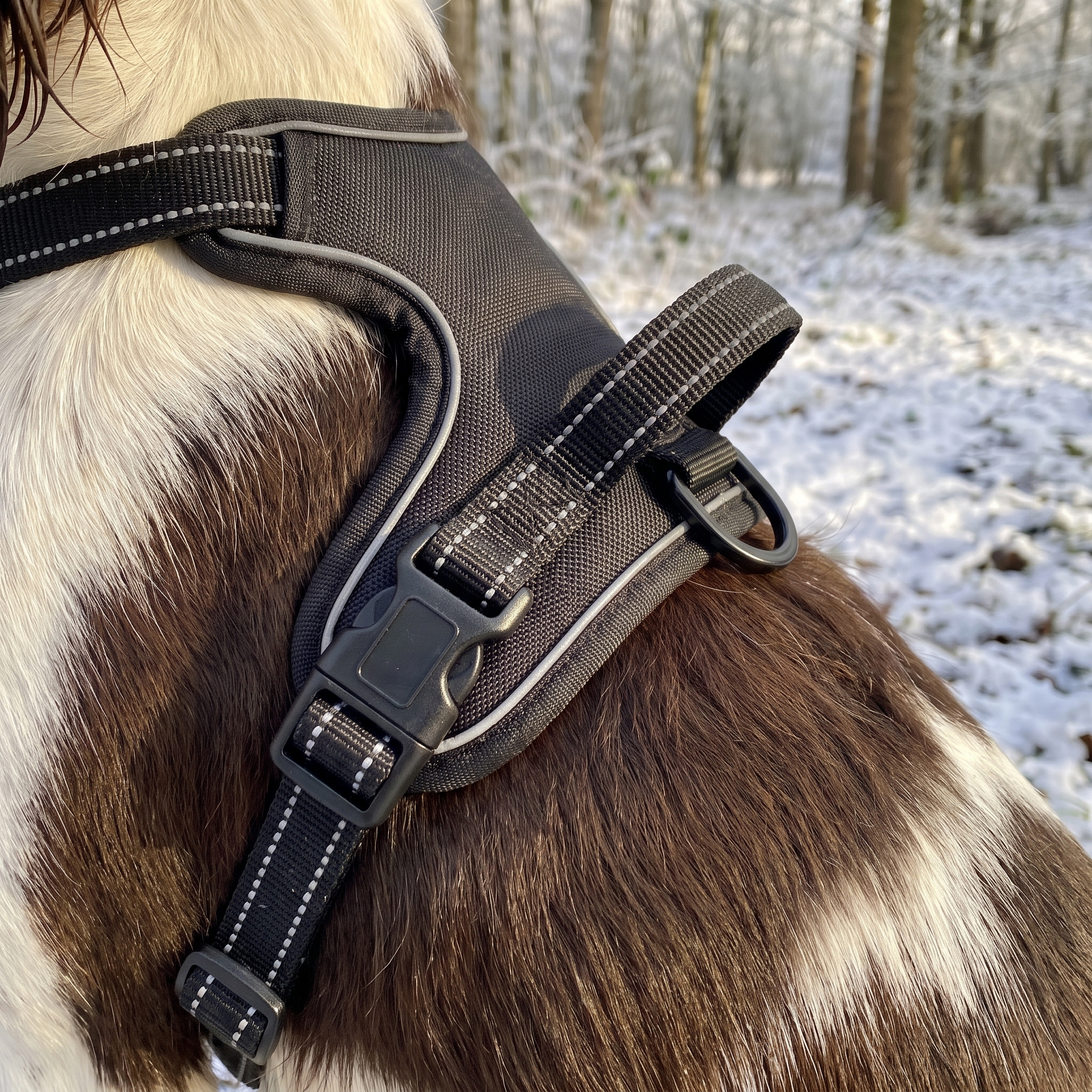Dawn Harness