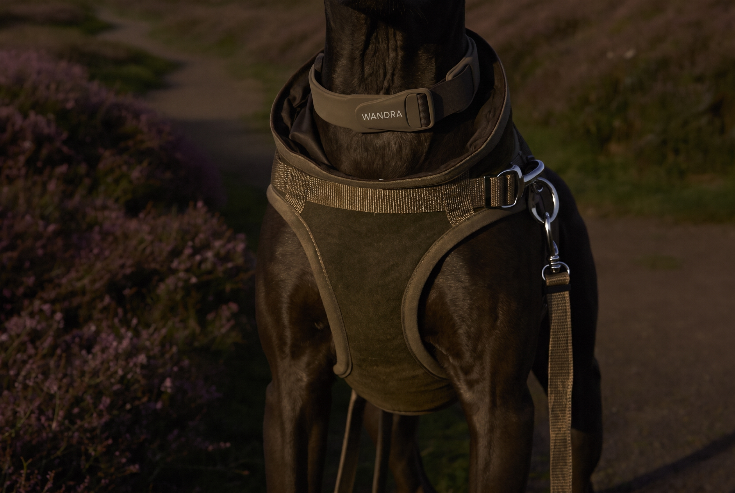 A dog wearing a Wandra harness and lead on a moorland path