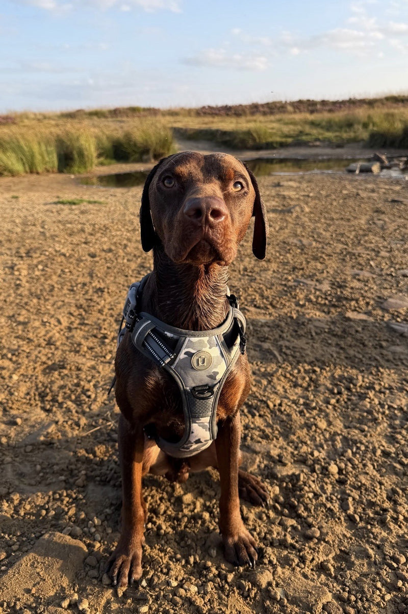 A chocolate-coated dog in a Wandra camo harness sitting on the sand beside a reservoir at golden hour