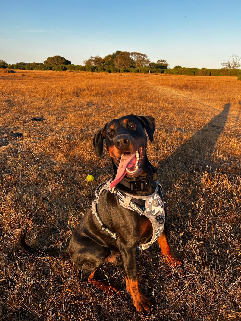 A black and tan dog in a Wandra camo harness sitting in a golden field at sunset, tongue out, ball nearby