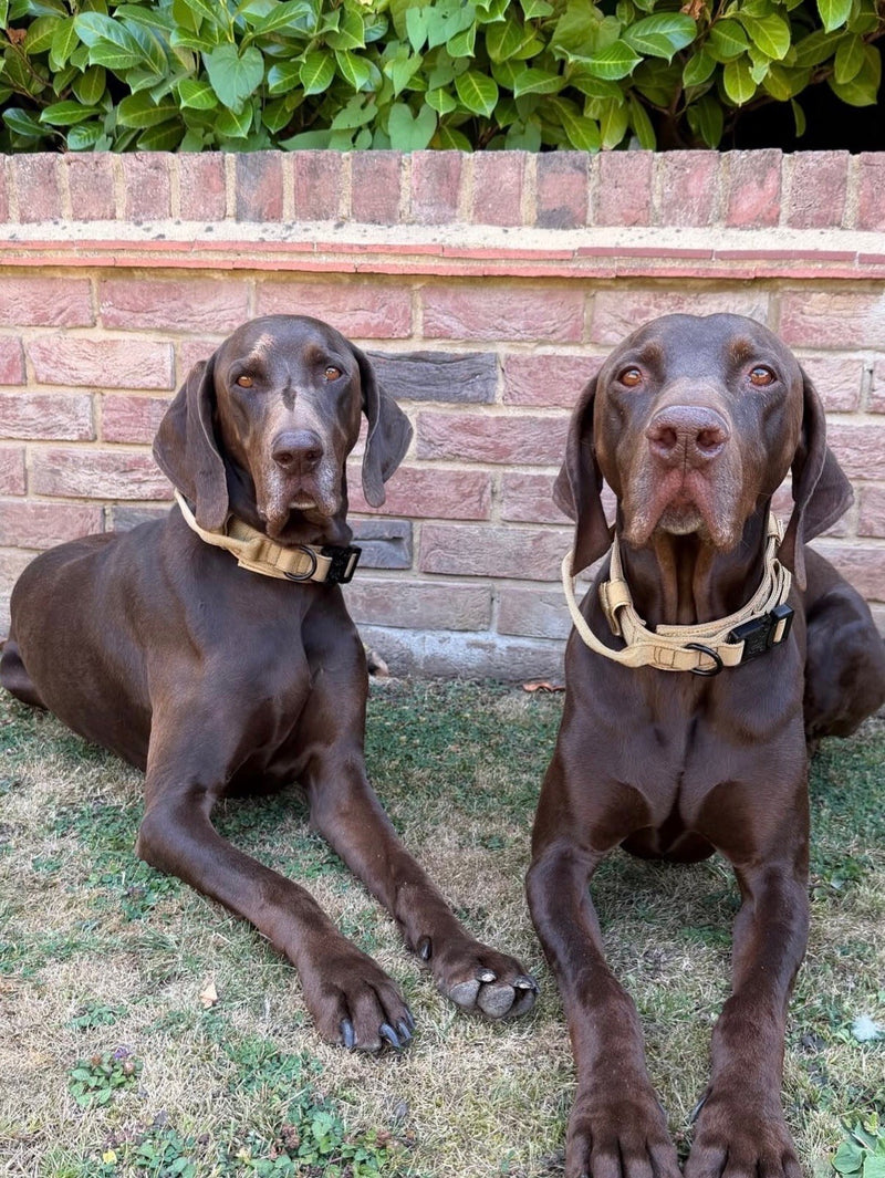 Two German Shorthaired Pointers in tan tactical collars lying together on grass by a brick wall