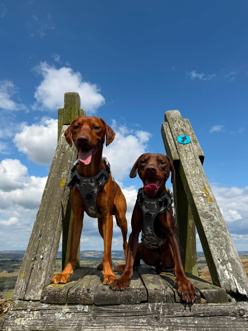Two dogs in Wandra camo harnesses standing on a wooden stile against a bright blue sky