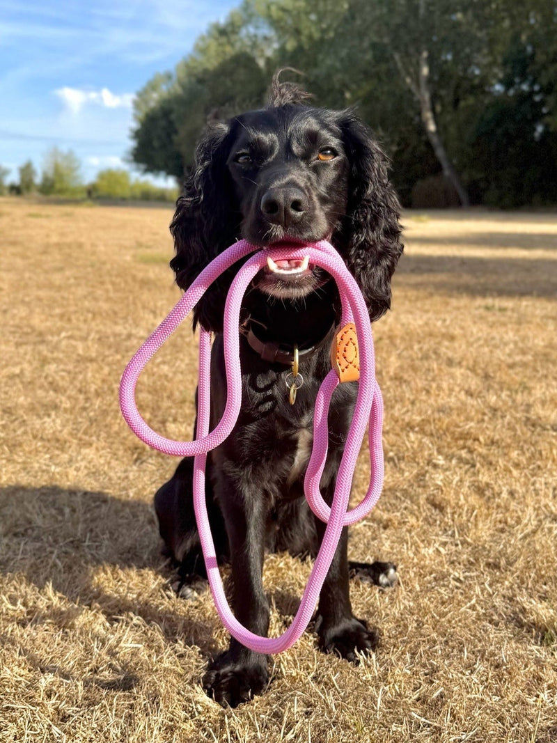 A black cocker spaniel carrying a pink rope lead in its mouth in a sunlit field