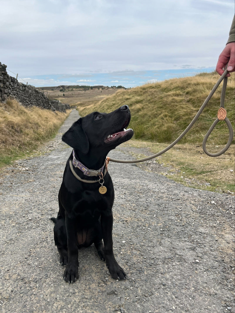A black labrador on a rope lead sitting on a moorland track beside a dry stone wall