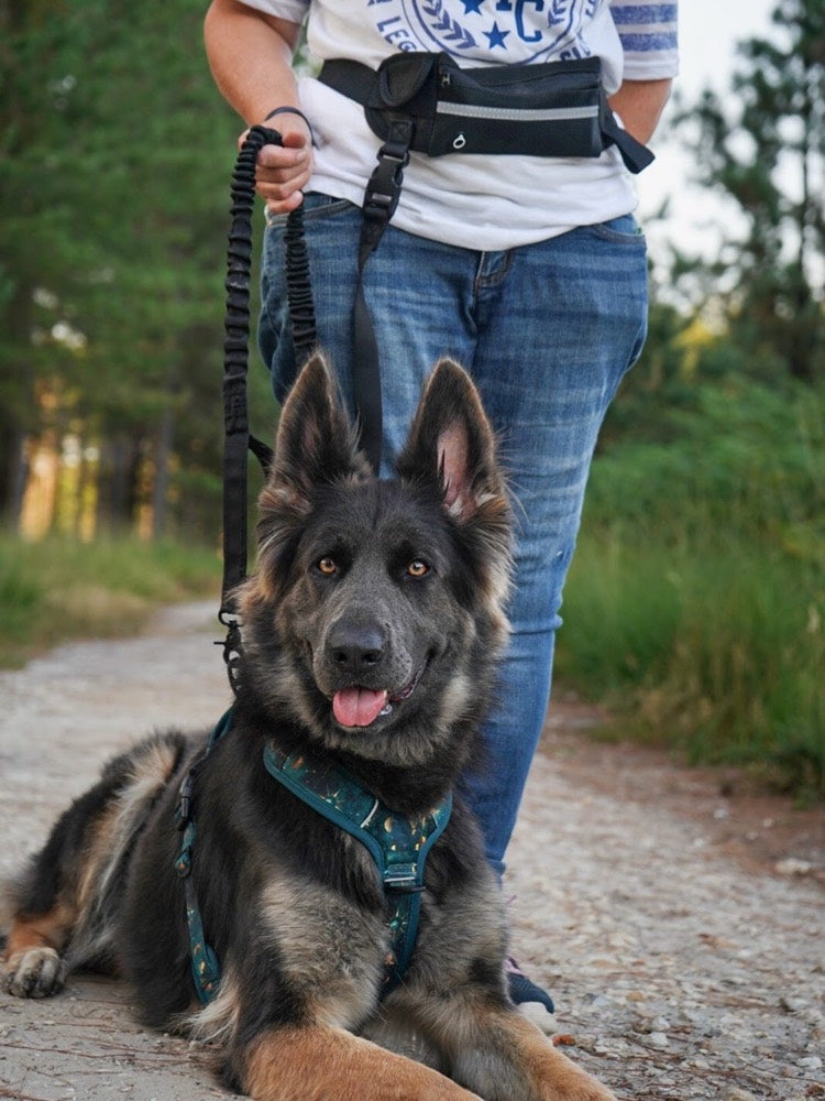 A German shepherd on a woodland path beside an owner wearing the Roam Lead, hands free