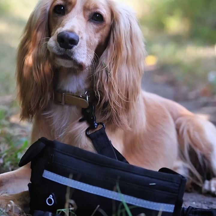 A golden cocker spaniel lying on a woodland path beside the Roam Lead's waist pouch