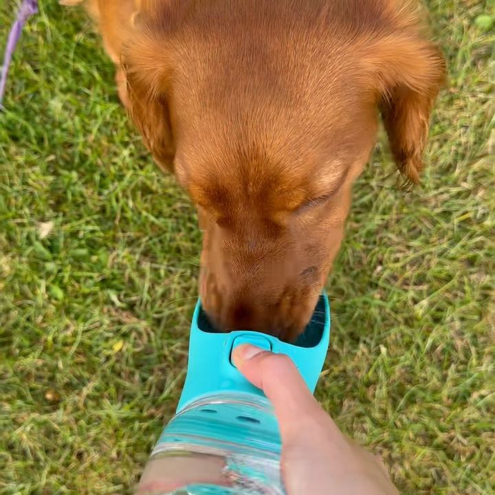 A red cocker spaniel drinking from the teal Sip Bottle trough on grass, thumb on the button