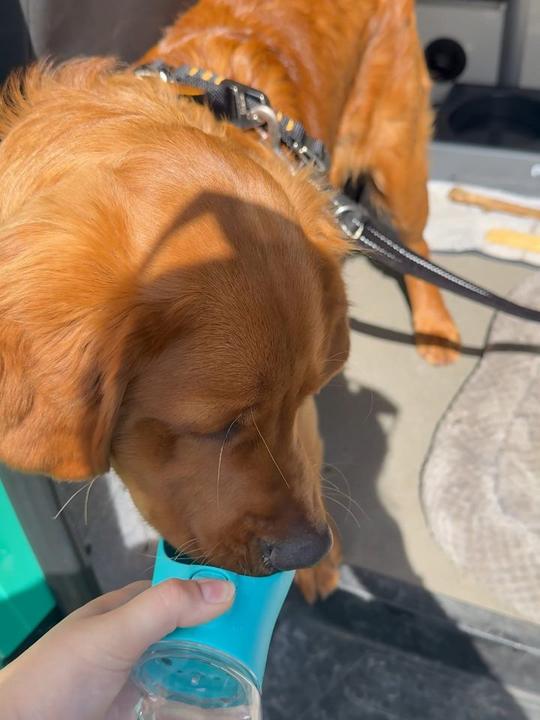 A golden retriever drinking from the teal Sip Bottle at an open car boot