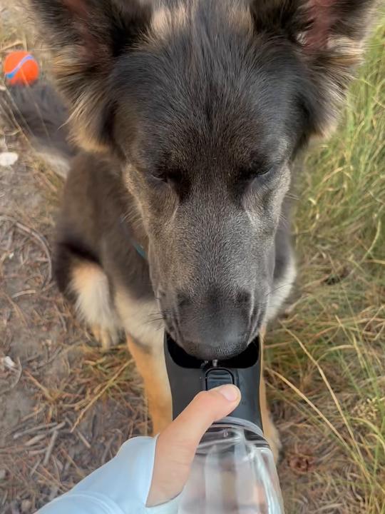 A German shepherd drinking from the black Sip Bottle on a gravel path